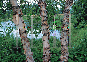 Picture of Betula nigra 