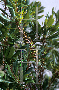 Picture of Myrica cerifera 