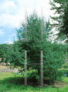 Picture of Larix laricina 