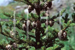 Picture of Picea rubens 