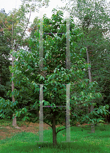 Picture of Asimina triloba 