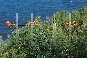 Picture of Campsis radicans 