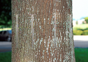 Picture of Quercus laurifolia 