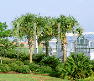 Picture of Sabal palmetto 