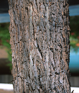 Picture of Ulmus crassifolia 
