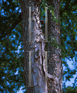 Picture of Ulmus crassifolia 