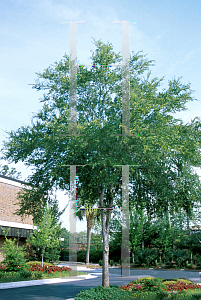 Picture of Ulmus crassifolia 