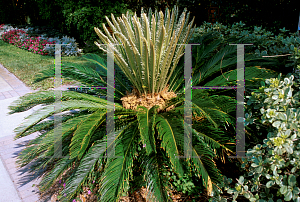 Picture of Cycas revoluta 