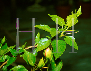 Picture of Hibiscus rosa-sinensis 