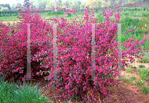 Picture of Loropetalum chinense var. rubrum 