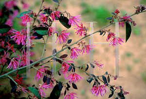 Picture of Loropetalum chinense var. rubrum 