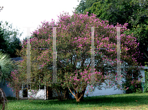 Picture of Lagerstroemia indica 