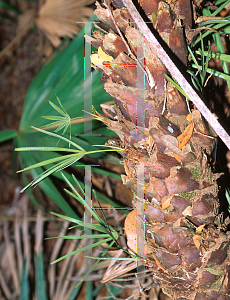 Picture of Serenoa repens 