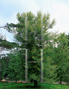 Picture of Betula nigra 