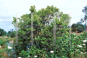 Picture of Vaccinium corymbosum 