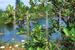 Picture of Vaccinium corymbosum 