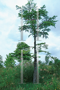 Picture of Larix laricina 