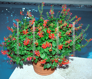 Picture of Salvia coccinea 