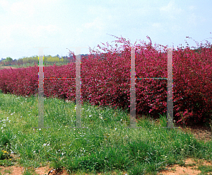 Picture of Loropetalum chinense var. rubrum 