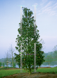 Picture of Magnolia grandiflora 'Alta'