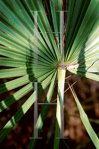 Picture of Serenoa repens 