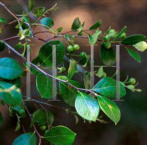 Picture of Vaccinium arboreum 