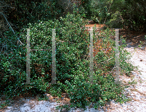 Picture of Quercus myrtifolia 