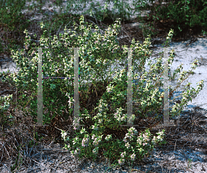 Picture of Monarda punctata 