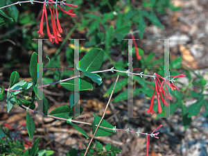 Picture of Lonicera sempervirens 