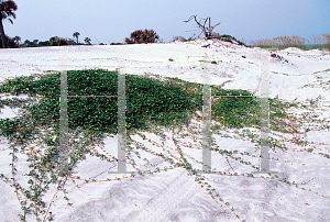 Picture of Ipomoea sagittata 