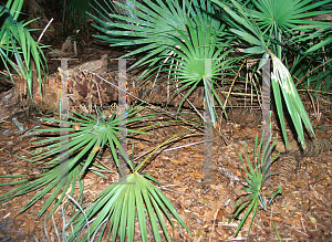 Picture of Serenoa repens 