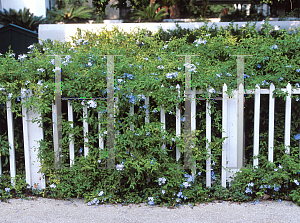 Picture of Plumbago auriculata 