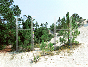 Picture of Pinus elliottii 