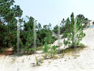 Picture of Pinus elliottii 