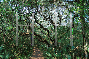 Picture of Quercus virginiana 