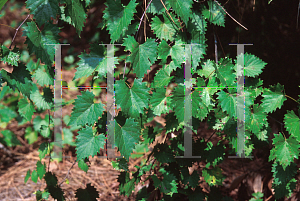 Picture of Vitis rotundifolia 