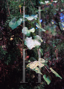 Picture of Vitis aestivalis 