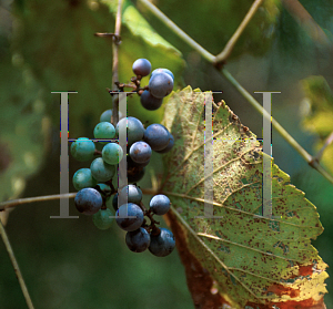 Picture of Vitis aestivalis 