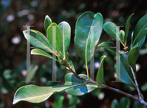 Picture of Osmanthus americanus 