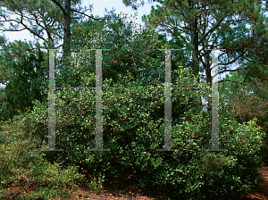 Picture of Osmanthus americanus 