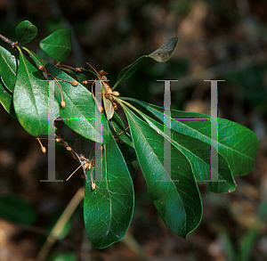 Picture of Bumelia tenax 