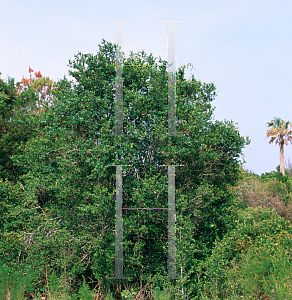 Picture of Ilex vomitoria 