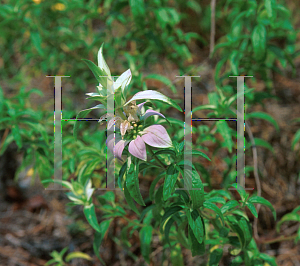 Picture of Monarda punctata 