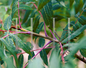 Picture of Rhus glabra 