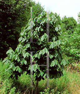 Picture of Asimina triloba 