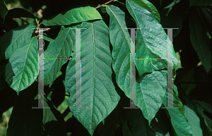 Picture of Asimina triloba 