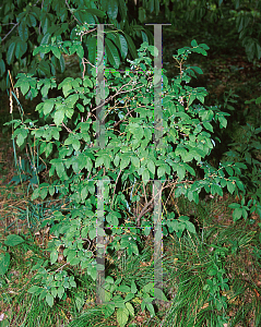 Picture of Vaccinium corymbosum 