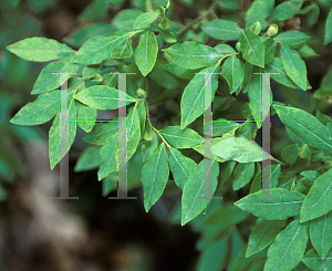 Picture of Vaccinium angustifolium 