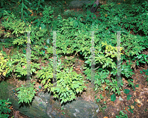 Picture of Vaccinium angustifolium 