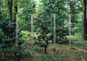 Picture of Kalmia latifolia 